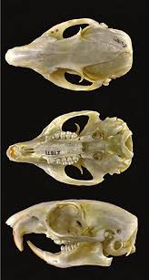 Image result for Sarcophrynium