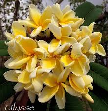 Plumeria Rubra Ljn Ulysse Plumeria Frangipani Outside Plants