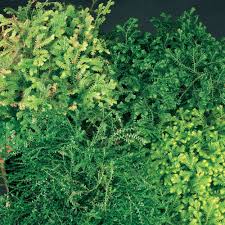 Image result for Selaginella congoensis