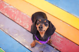 Color Therapy For Animals Animal Wellness Magazine Browse a wide range of dog images and find high quality and professional pictures you can use for free. color therapy for animals animal
