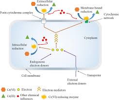 All types of parentheses are correct, for example k3fe(cn)6. Frontiers Chemical Assisted Microbially Mediated Chromium Cr Vi Reduction Under The Influence Of Various Electron Donors Redox Mediators And Other Additives An Outlook On Enhanced Cr Vi Removal Microbiology
