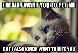 I Really Want You To Pet Me But I Also Kinda Want To Bite You First World Cat Problems Quickmeme