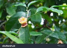 Image result for Napoleonaea