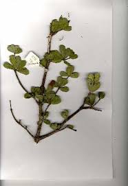 Image result for Manilkara mochisia