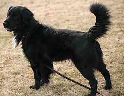 Black And Tan Golden Retriever Labrador Cross Golden Retriever Border Collie Mix Canis Lupus Hominis Golden Retriever Mix Border Collie Border Collie Mix Collie Mix