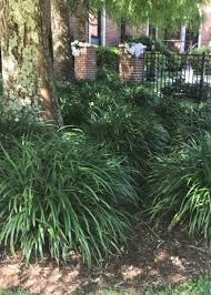 Image result for Lily Turf