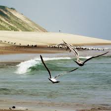 Birds Of Cape Cod National Seashore Seagulls Over Cape Cod National Seashore Wellfleet Massachusetts The Cape Cod National Seashore Created On August 7 1961 By Pre Cape Cod Wellfleet Eastham