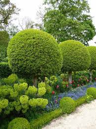 Wie Erreichen Sie Die Gewunschte Sichtschutz Hecke Im Garten Garten Buchsbaum Garten Garten Pflanzen