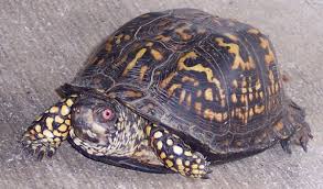 Mississippi map turtles have a reputation for being a hard species to have as a pet. Best Beginner Pet Turtles And Tortoises Pethelpful By Fellow Animal Lovers And Experts