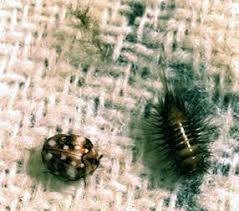 Water damage done to your home is sometimes covered by a standard homeowner's insurance policy, but not always. Carpet Beetles Internachi