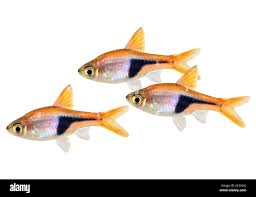 Image result for Heteromorpha