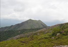 Image result for Tripogon