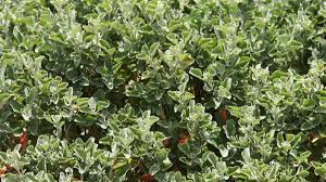 Image result for Rhagodia