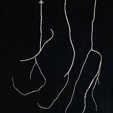 Image result for Limnophila ceratophylloides