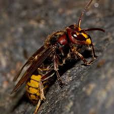 Spray foam aerosol directly into holes where yellowjacket activity has been observed. Types Of Bees Wasps And Hornets In The Las Vegas Area