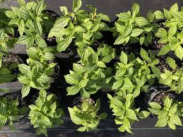 Image result for Pilea angolensis