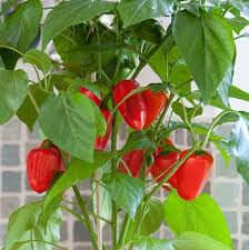 Image result for Capsicum
