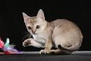 10 Smallest Cat Breeds - Kitty Lover News