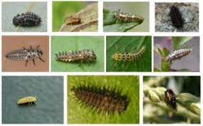 The blobby dazzling world of insect eggs atlas obscura. Ladybug Larvae Easy Guide And Identifying Them With Images
