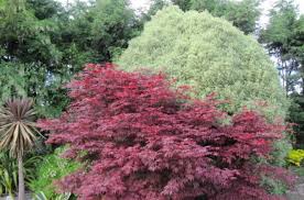 Maybe you would like to learn more about one of these? Acer Palmatum Atropurpureum Growing Guide Purple Japanese Maple