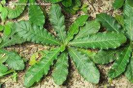 Image result for Elephantopus scaber