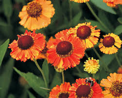 The most common mardi gras flower material is metal. Helenium Mardi Gras Bluestone Perennials