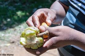 Image result for Myrianthus