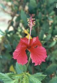 Image result for Hibiscus schizopetalus