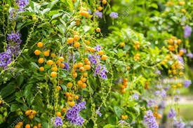 Image result for Duranta erecta
