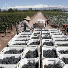Allí, los clientes acceden a los mejores beneficios. Vina Cobos Beitrage Facebook