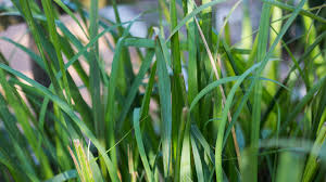 Image result for Cymbopogon citratus