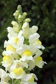How To Grow Snapdragon Antirrhinum Majus Gardener S Path Antirrhinum Gardeners Grow Majus Path Snap Snapdragon Flowers Flowers Perennials Flower Seeds