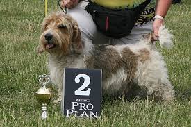 Image result for malý vendéeský hrubosrstý honič