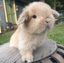 Who knows how long theyve been sitting in those fish tanks? Baby New Jersey Holland Lop Cute Bunny Animal Party Cute Animals
