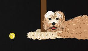 Rocky the Tibetan Terrier