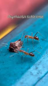 Image result for Oxyrhachis