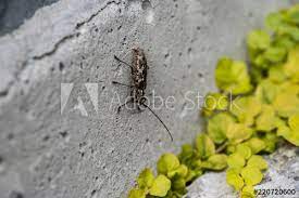 coleoptere macro insecte insecte nature fleur vert macro scarabee coccinelle gazon plante animal papillon printemps jardin gros plan stock photos