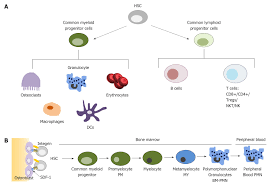 Another Look At The Life Of A Neutrophil