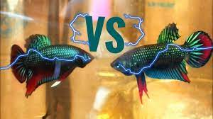 Orang sanggup beli sebab kecantikan ikan tu walaupun harganya mahal. Wild Betta Ikan Laga Kampung Youtube