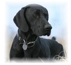 German Shorthaired Pointer Smart Friendly German Shorthaired Pointer German Shorthaired Pointer Dog German Dogs