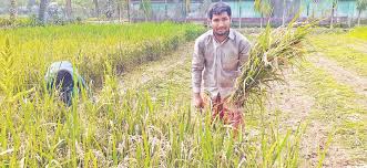 The disease doesn't have a medical name, but doctors have been able to. Blast Disease Affects Boro Paddy Fields At Fulbari Countryside Observerbd Com