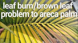 The next most likely cause is that the soil is too wet. Leaf Burn Brown Leaf Problem To Areca Palm And Solutions Youtube
