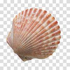 Red And White Shell Seashell Sand Beach Shells Transparent Background Png Clipart Sea Shells Clip Art Transparent Background