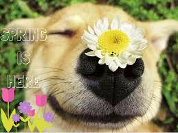 Spring | Dog parenting 101