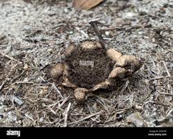 Image result for Scleroderma polyrhizon