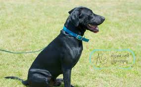 Almost home rescue has been rescuing dogs since 2005 and follow all usda, maine and new hampshire laws / rules and regulations. Almost Home Rescue Returns To Damariscotta Boothbay Register
