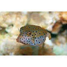 Boxfish And Cowfish Care Sheet Petco Food Animals Petco Service Animal