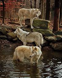 Freedom Beautiful Wolf Photos Wolf Spirit Animal Beautiful Wolves