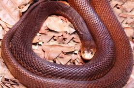 Der inland taipan ist die giftigste schlange der welt. Taipan Wikipedia