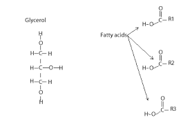 Food Chemistry Fats And Ester Links